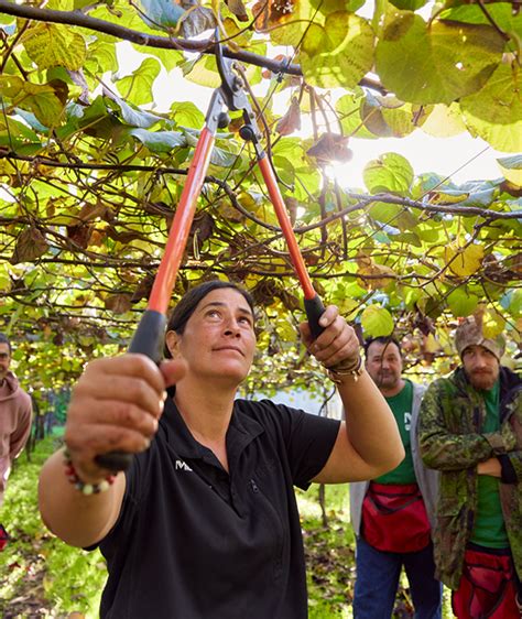 Growers | Zespri Kiwifruit