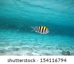 Sergeant Major Fish in the Water image - Free stock photo - Public Domain photo - CC0 Images
