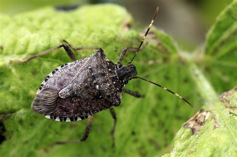 Japanese Stink Bug