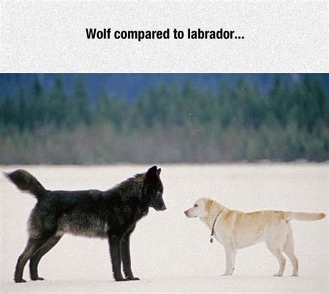 Wolf vs dog size comparison | Dogs, Labrador, Labrador retriever