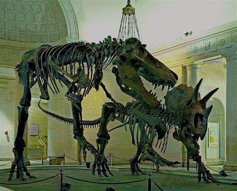 Dinosaur skeleton: Dueling dinosaurs: full skeletons of Tyrannosaurus Rex on left and ...