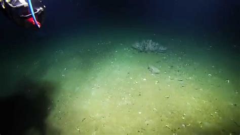 Giant Siphonophore Sighting | Nautilus Live - YouTube