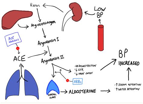 ACE Inhibitors - almostadoctor