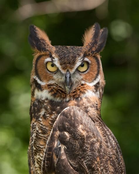 Carnivores and Super Predators: Owls Pics