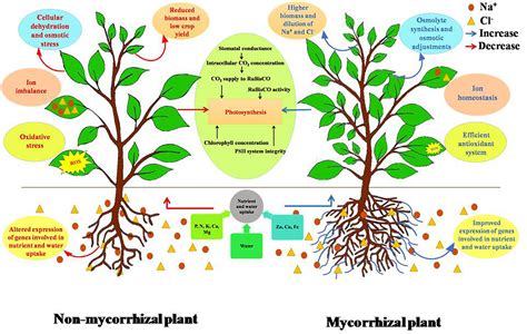 Frontiers | Mitigation of Salinity Stress in Plants by Arbuscular ...