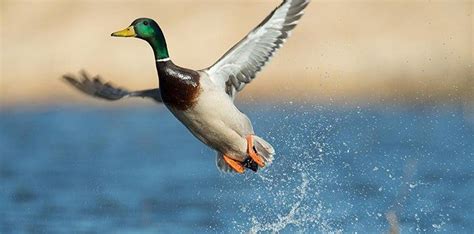 10 Interesting Facts About Ducks | The Fact Site