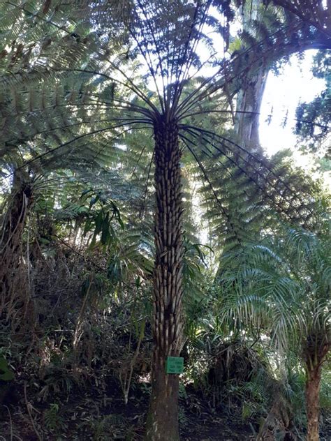 The Ultimate New Zealand Tree Fern Guide - New Zealand Nature Guy