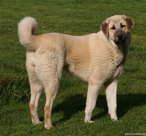 Anatolian Shepherd Breed Guide - Learn about the Anatolian Shepherd.