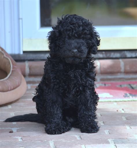 Hickory Tavern Farm Barbet: Barbet Puppy Napa is 8 Weeks Old Today!