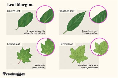 Identify a Tree by Leaf Shape, Margin, and Venation