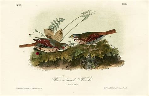 Audubon Bird Prints from Birds of America, 1st octavo edition 1840-1844