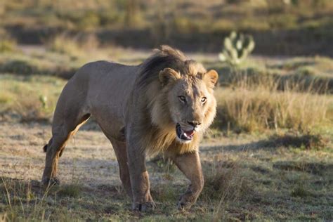 Lion Running After Prey