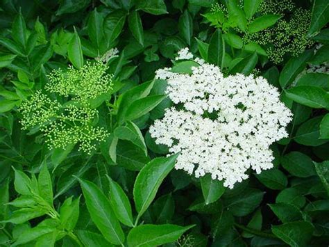 Sambucus nigra - Gewone vlier | De Tuinen van Appeltern