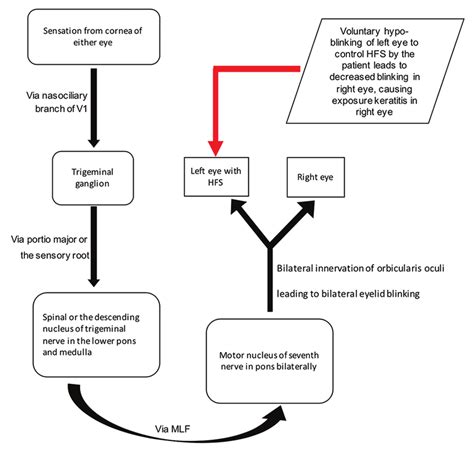 Normal "Blink reflex" pathway and the proposed pathophysiological ...