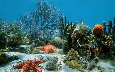 Gambar Batu Karang Di Dasar Laut - Erlebnisse Im Aquarium Palma ...