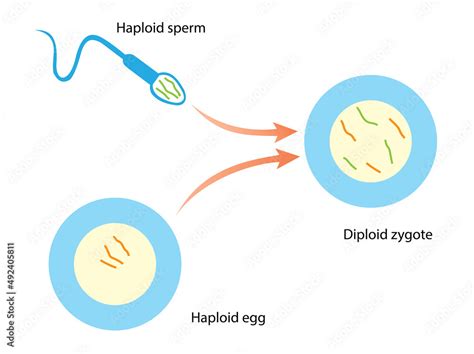 Vetor de Diploid cells carry chromosomes from two parents. A diploid ...