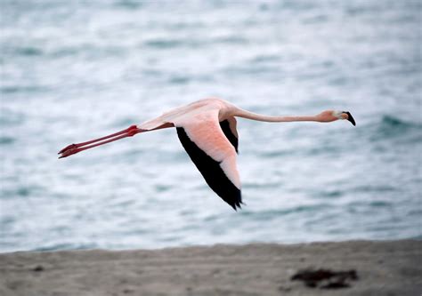 Are Flamingos Native To Florida? | Here & Now