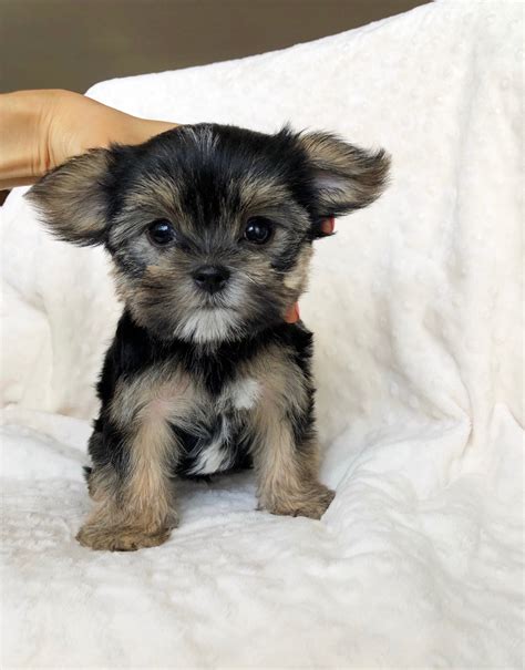 Teacup Yorkie/Maltese Morkie Puppy for sale! | iHeartTeacups