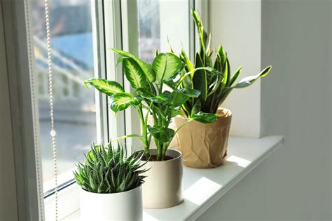 Avoid These Common Window Planting Mistakes | Eternia Windows