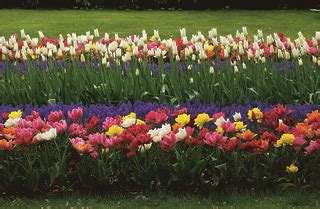 Keukenhof Tulip Gardens Tour, Amsterdam | These beautiful im… | Flickr