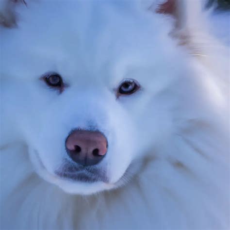 How To Prevent Samoyed From Jumping On Visitors? - AtractivoPets