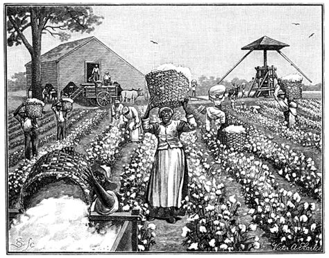 Cotton Plantation