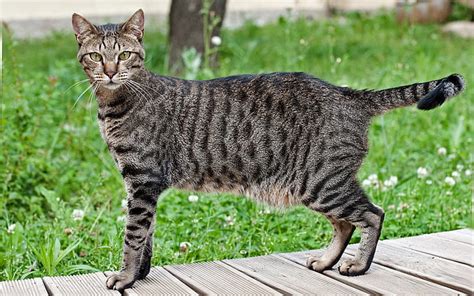 7 Cat Breeds with Primordial Pouches - Kitty Devotees