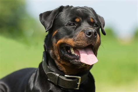 Mini Rottweilers: Cost and Tips - Everything You Need to Know | 2024