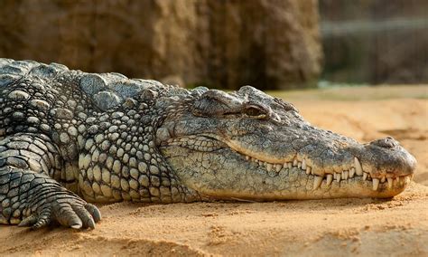 Free photo: Nile Crocodile - Free Image on Pixabay - 245013