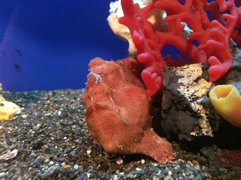 Simplified Frogfish Husbandry - Reefs.com