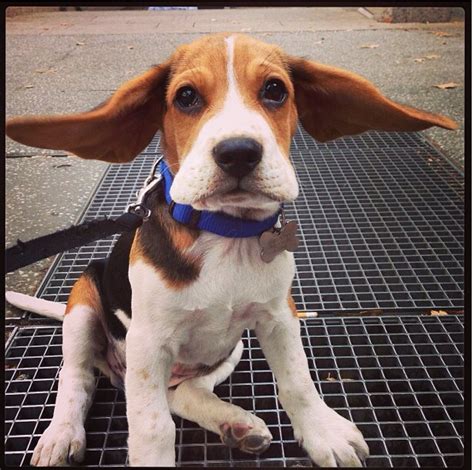 Beagle Puppy Ears | Beagle Puppy