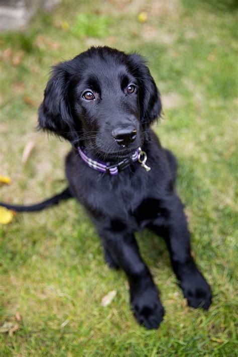 Pin by sidd on Dogs Lover | Retriever puppy, Dogs, Flat coated retriever