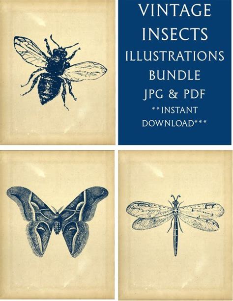 Vintage Insects Illustrations 8x10 Digital Art Prints Bundle **INSTANT DOWNLOAD | Vintage ...