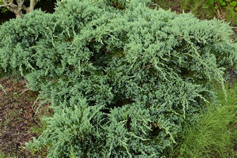 Growing Japanese Junipers: How To Care For Japanese Juniper Shrubs