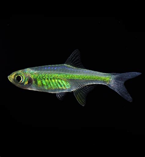 Kubotai Rasbora (Microdevario kubotai) – Fishgallery