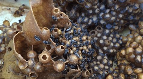 Stingless bee basics- Types of stingless bees - Australian Native Bee