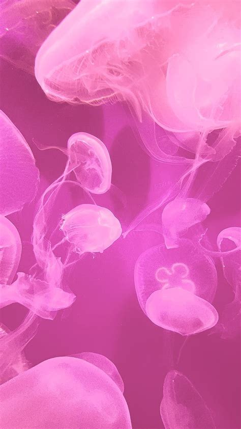 pink, jellyfish, ocean, aesthetic. Iphone Wallpaper Photos, Aesthetic ...