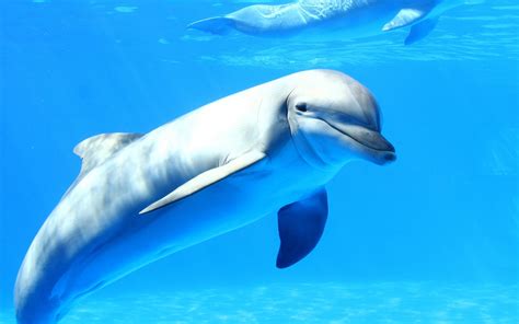 Download Animal Dolphin HD Wallpaper