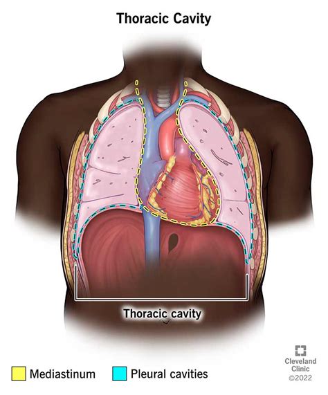 Thoracic Cavity: Location and Function