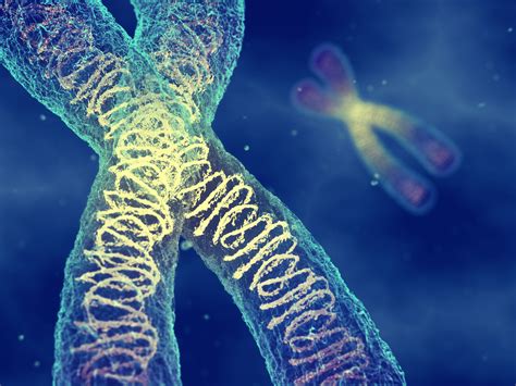 What is a Chromosome Test? Learn More - FDNA Health