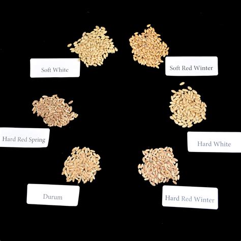 Wheat Kernel Samples - AgClassroomStore at USU