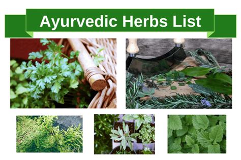 Ayurvedic Herbs: Ayurvedic Herbs List & Benefits of Ayurvedic Herbs