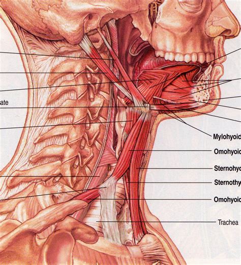 Note the connection of the digastric muscles to the mandible, and the ...