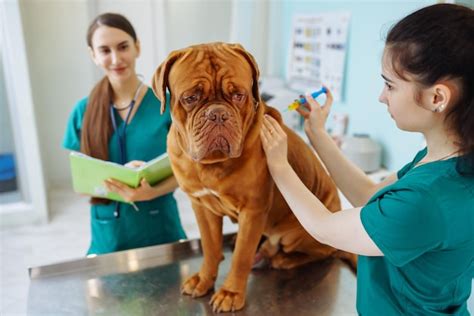 Premium Photo | Doctors examining a very cute dog in veterinary clinic dogue de bordeaux ...