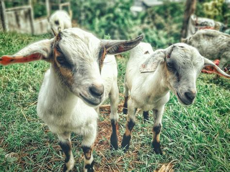 Free Images : goats, vertebrate, mammal, feral goat, pasture, cow goat family, bathtub ...