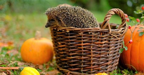 What Vegetables Do Hedgehogs Eat? Find Out Now!