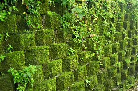 File:Taiwan 2009 JinGuaShi Historic Gold Mine Moss Covered Retaining Wall FRD 8940.jpg ...