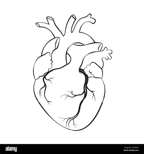 Heart Anatomy Drawing Anatomical Heart Drawing Human Heart Drawing ...