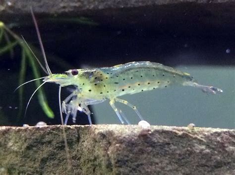 Ghost Shrimp Care, Diet, Breeding & More {Guide 2019}