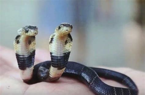 Two-Headed Cobra Found by Breeder in China | Discovery Blog | Discovery